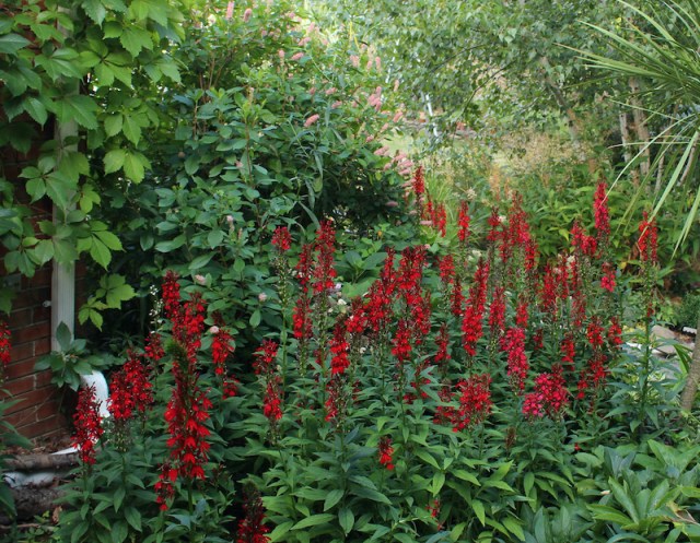 lobelia cardinalis flower