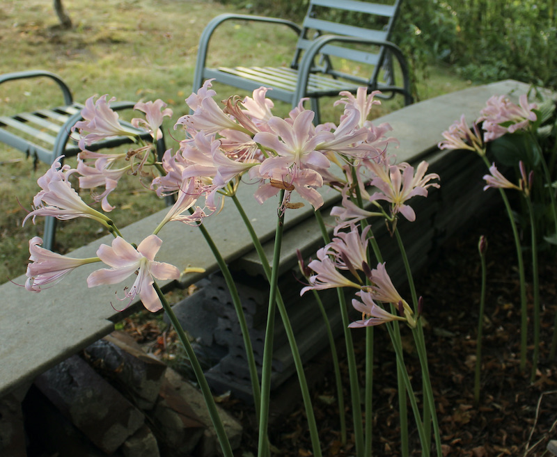 lycoris x squamigera