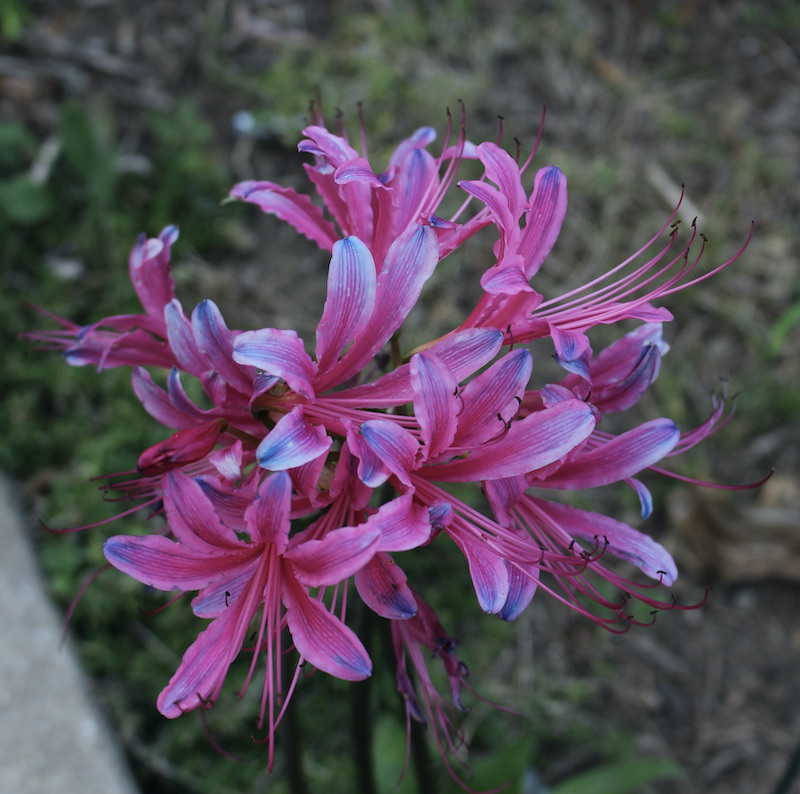 lycoris hawardii