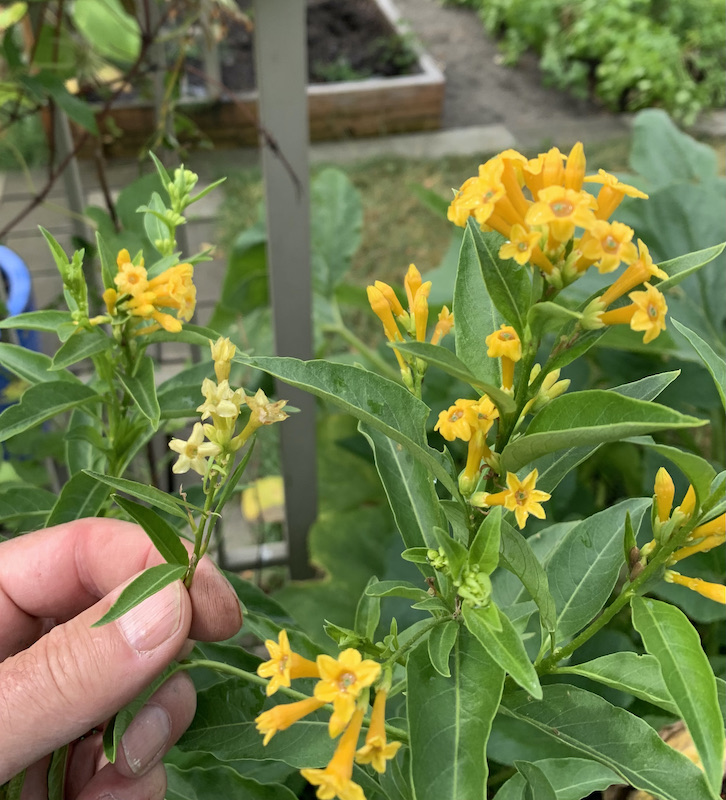 orange peel cestrum seedlings