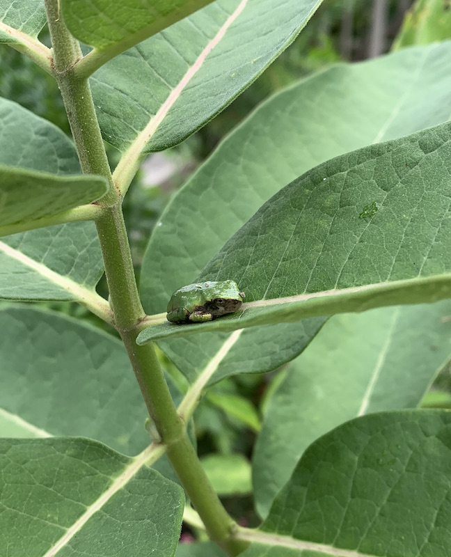 young gray tree frogs