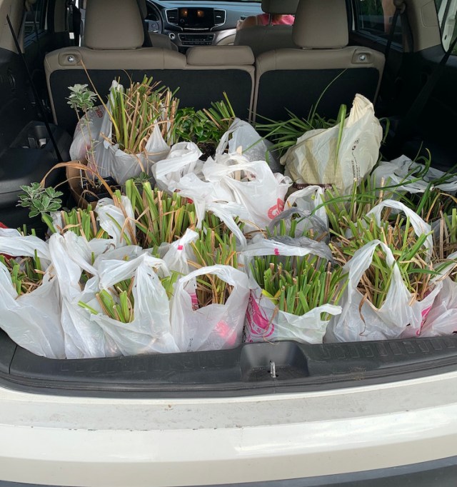 transplanting daylilies