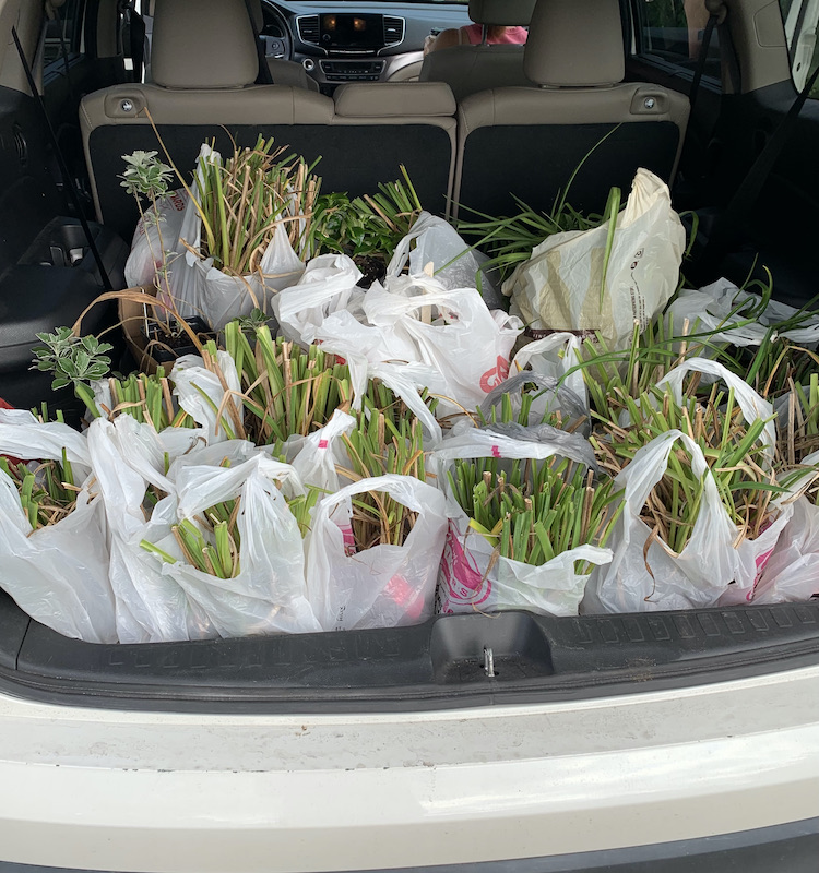 transplanting daylilies