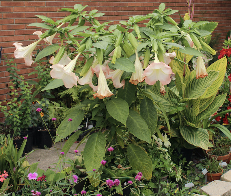 pink brugmansia