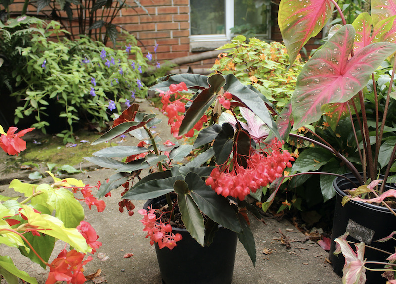 red cane begonia