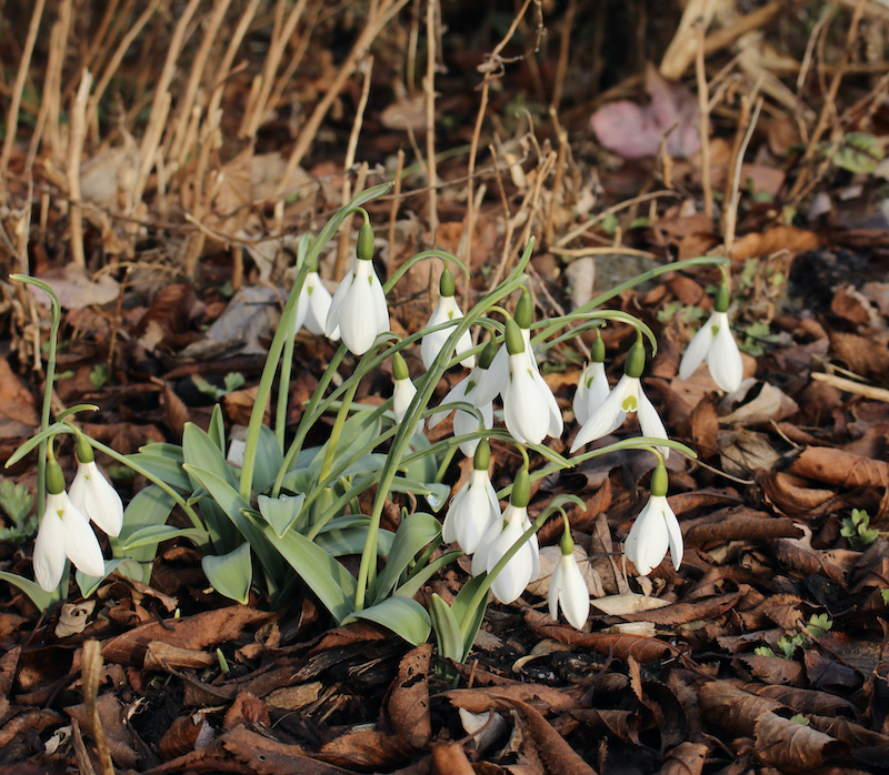 snowdrops