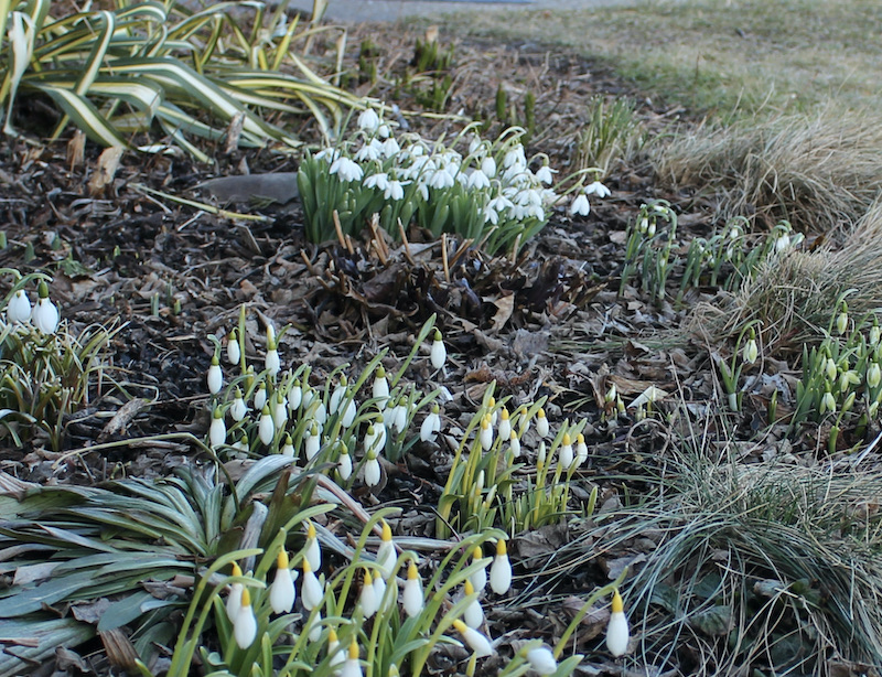 snowdrops