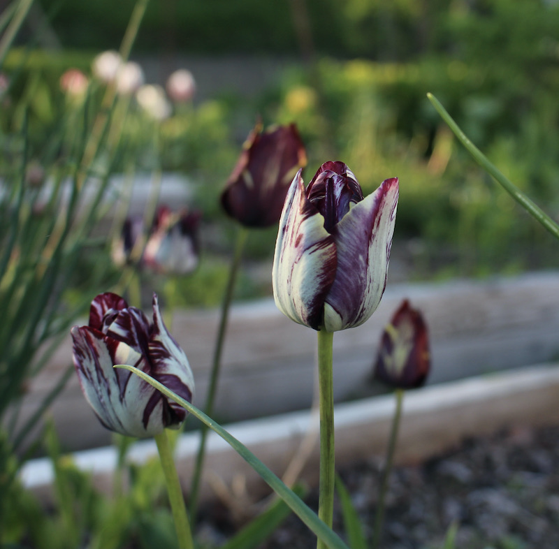 garden perennial tulips