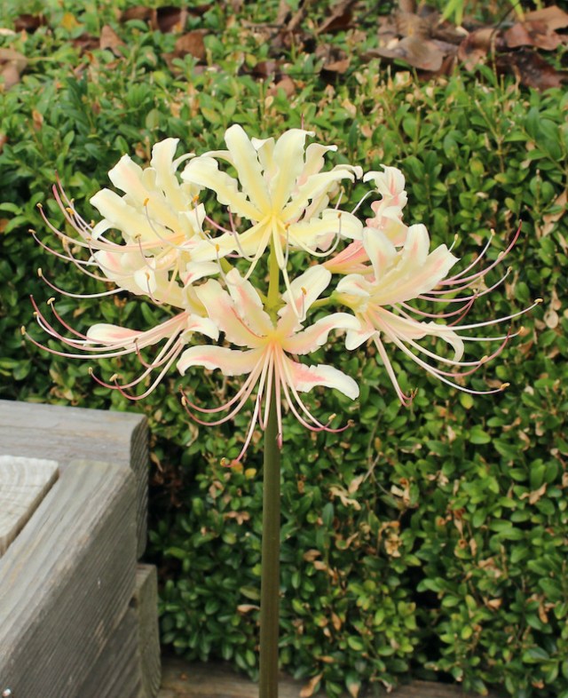 lycoris x houdyshelii