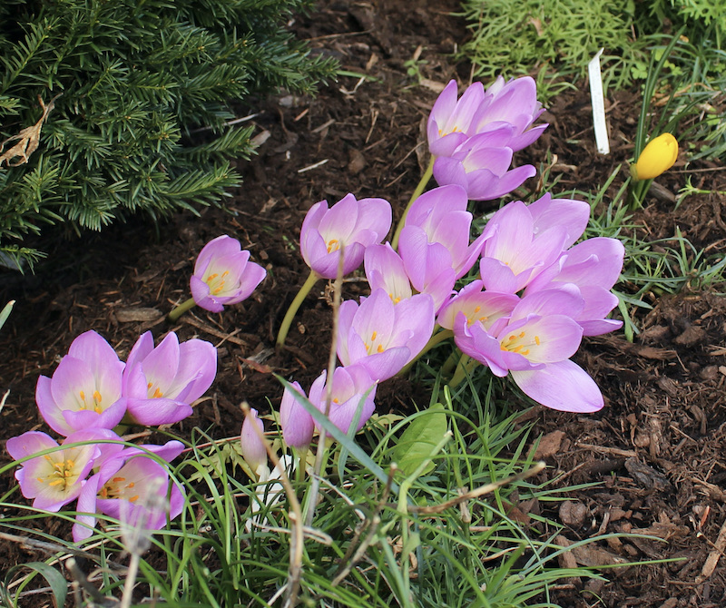 growing colchicum