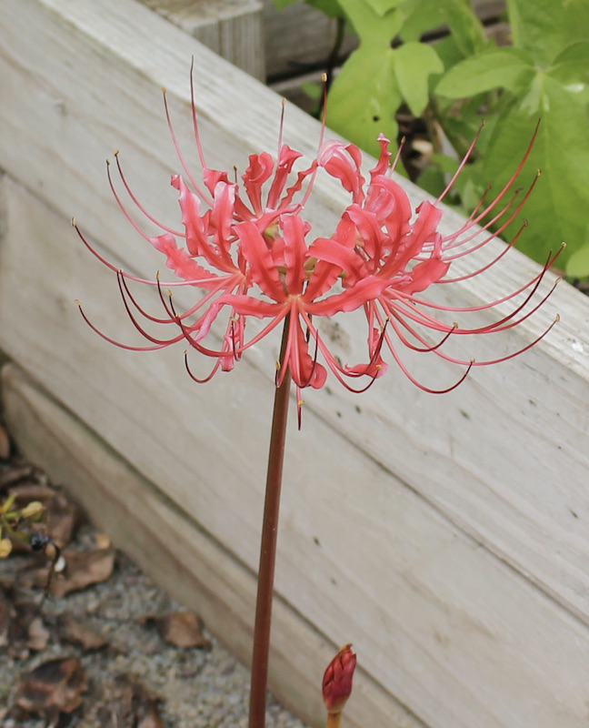 lycoris radiata