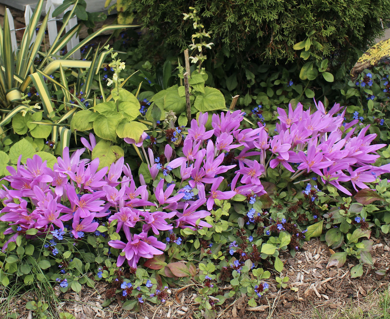 growing colchicum