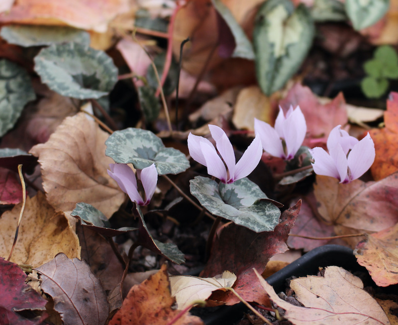 cyclamen cilicium