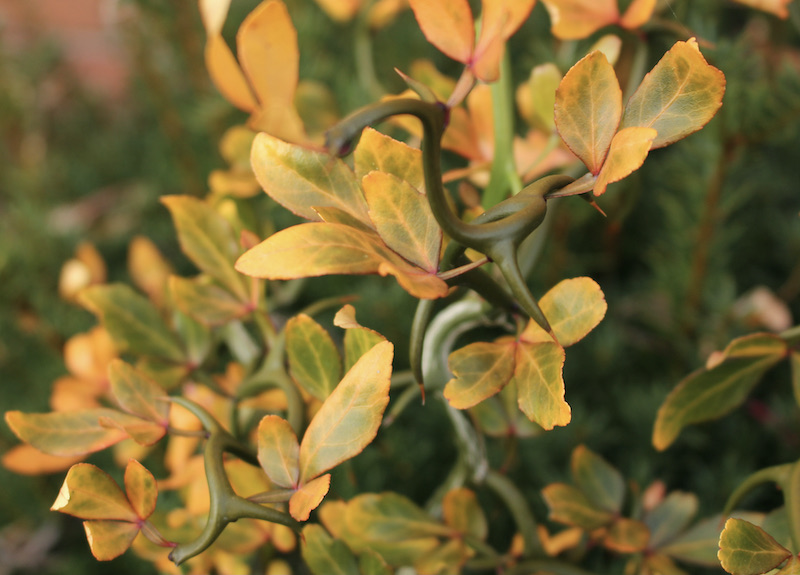 Citrus trifoliata 'Flying Dragon'