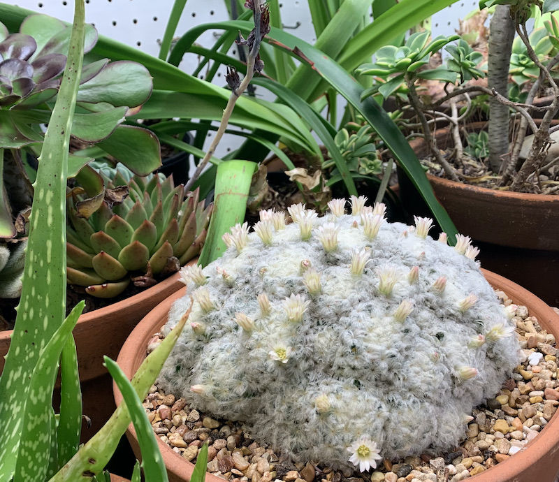 mammillaria plumosa