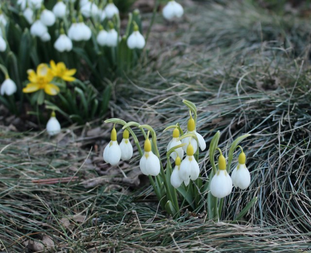 snowdrops