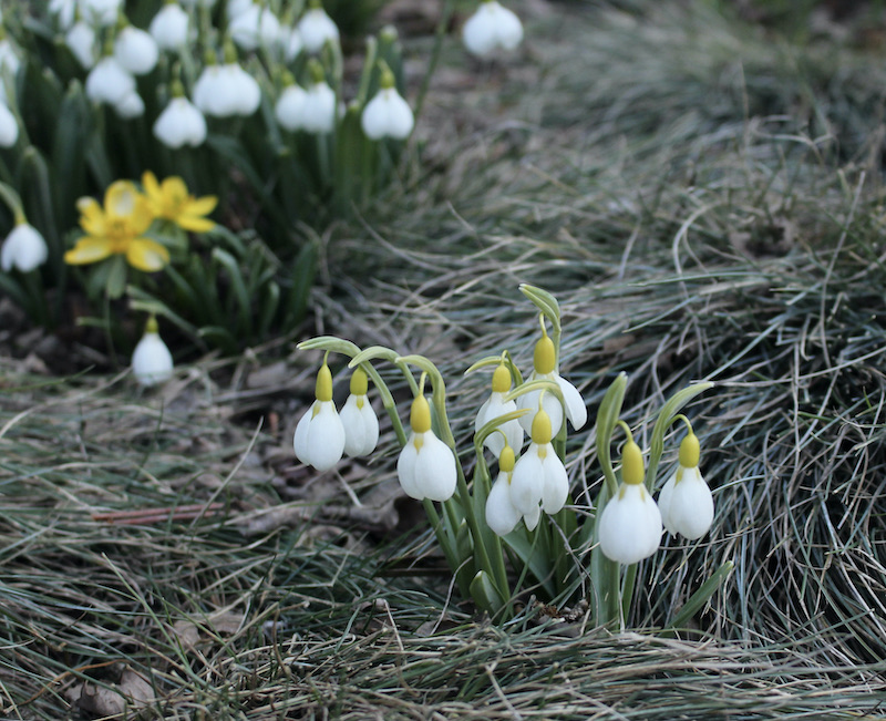 snowdrops