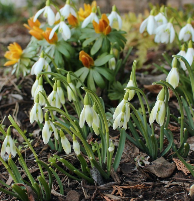 snowdrops