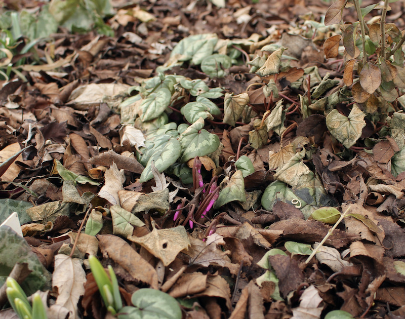 freeze damaged cyclamen coum
