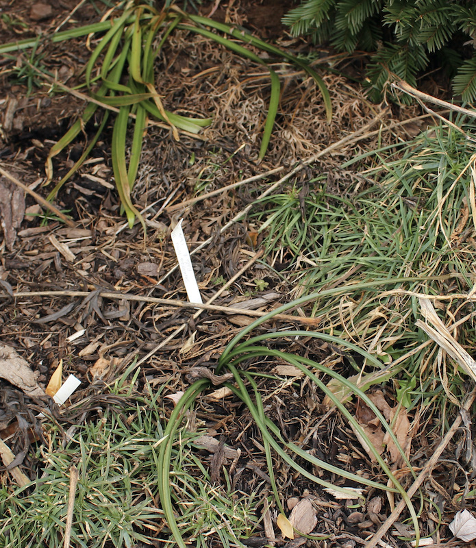 freeze damaged sternbergia lutea