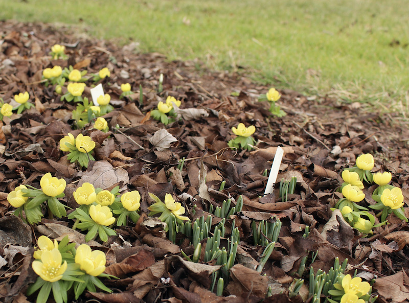 pale yellow eranthis