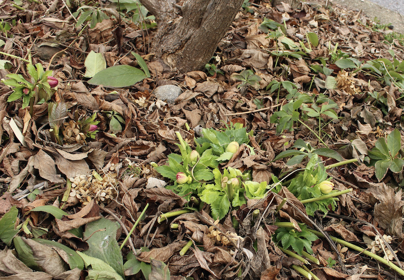hellebore buds