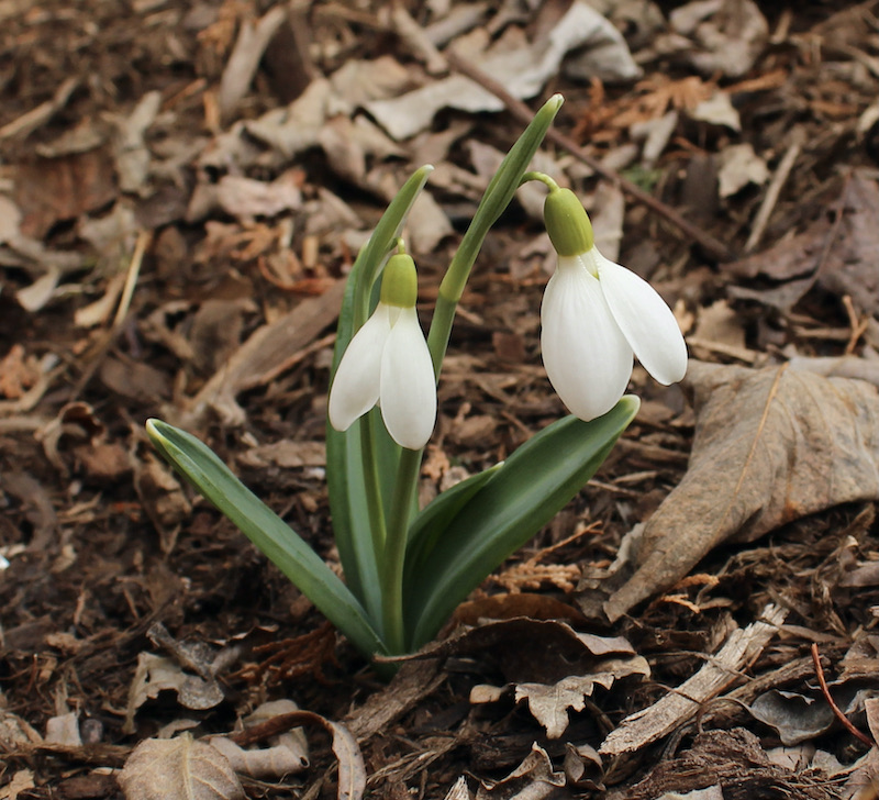 galanthus castle plum