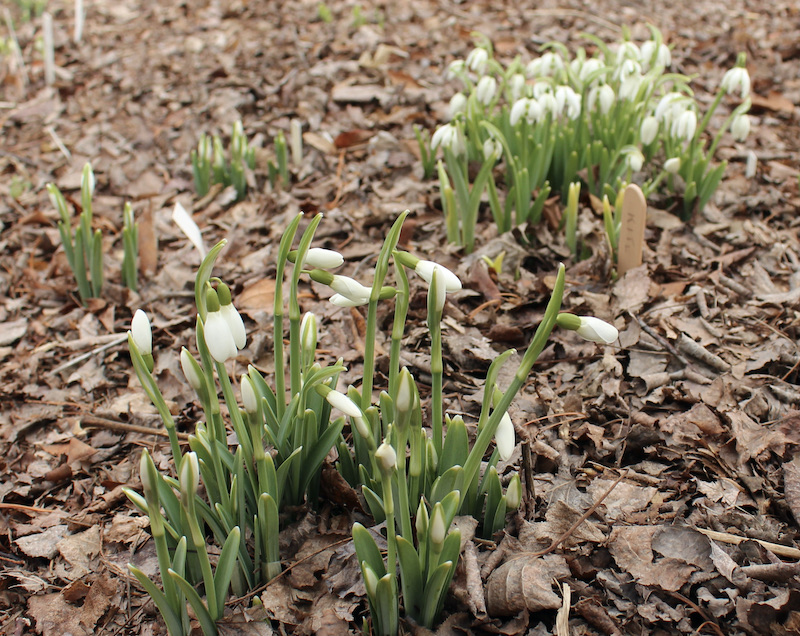 galanthus bess richard ayres