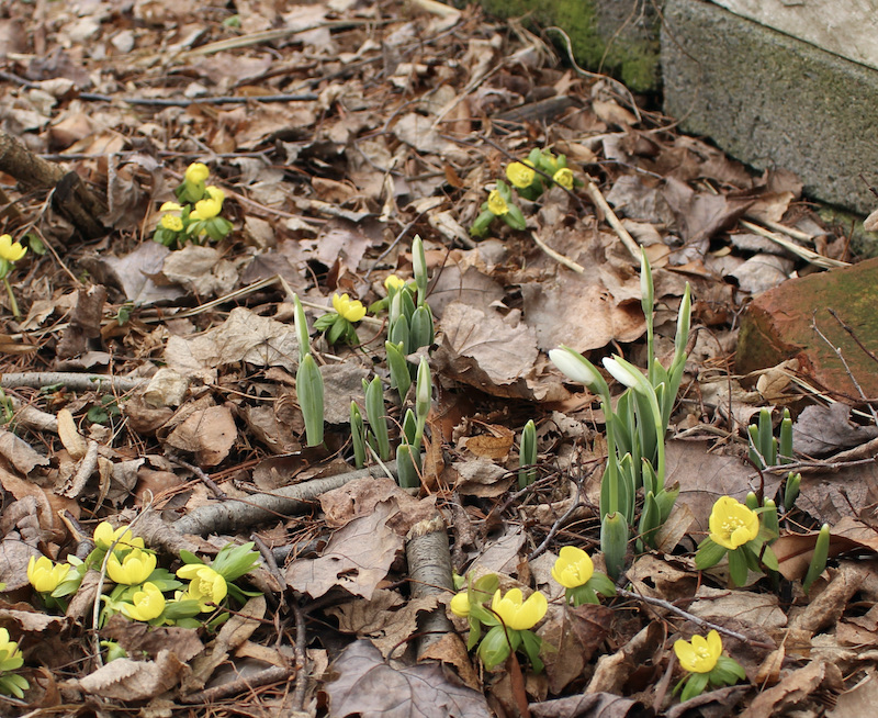 pale yellow eranthis