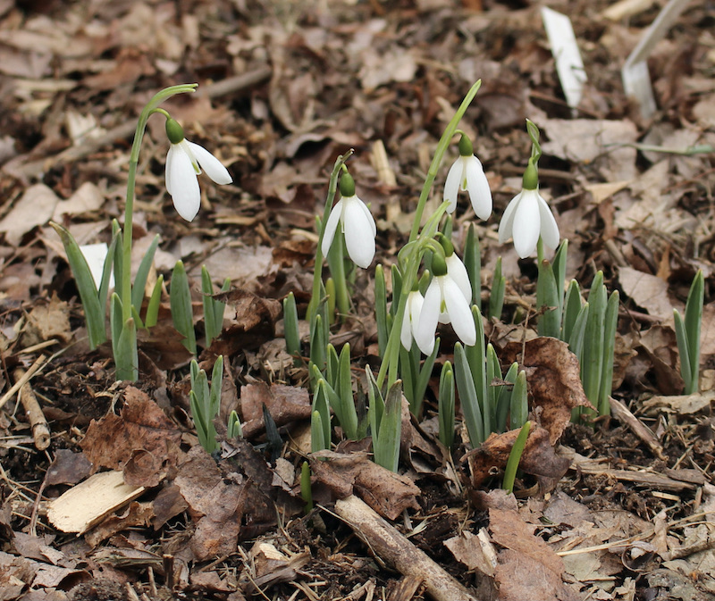 galanthus mrs Macnamara