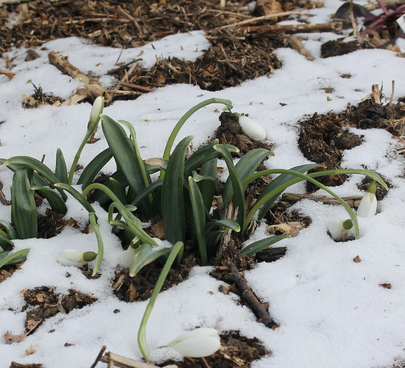 cold snowdrop