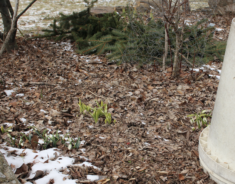 freeze protection spring bulbs