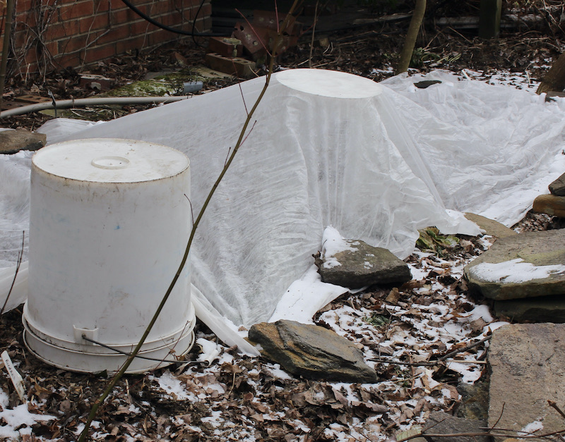 freeze protection spring bulbs