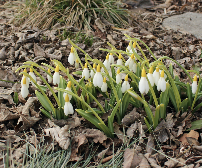 galanthus wendys gold
