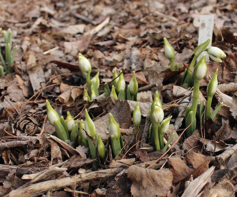 galanthus rodmarton