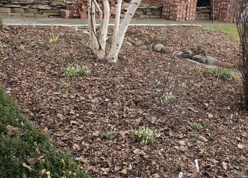 spring garden cleanup