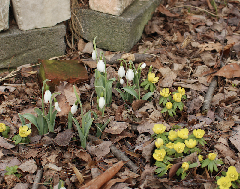 spring snowdrops