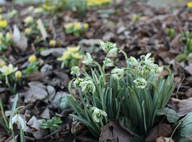 galanthus blewbury tart