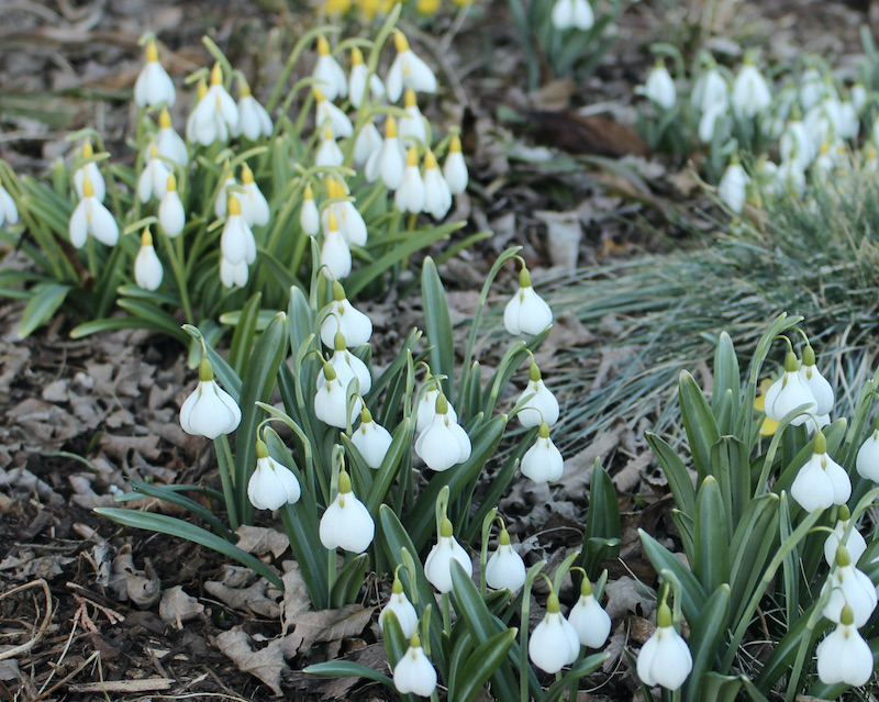 galanthus diggory
