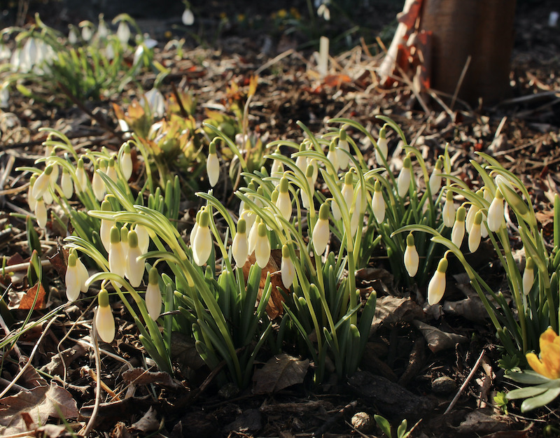 galanthus blonde inge