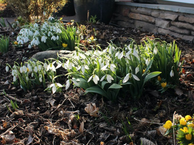 galanthus snowdrops