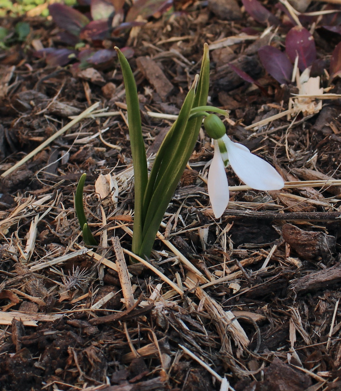 galanthus fosterii