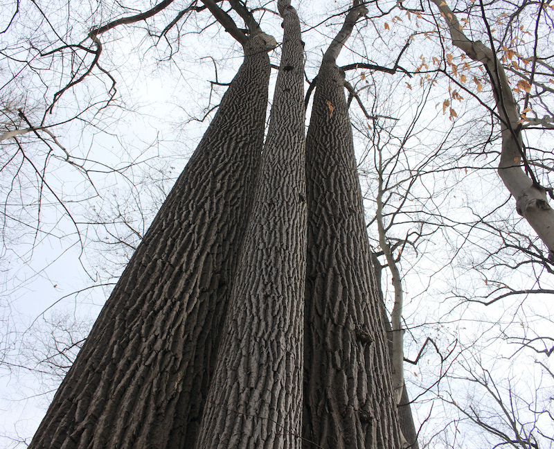 triple tulip poplar