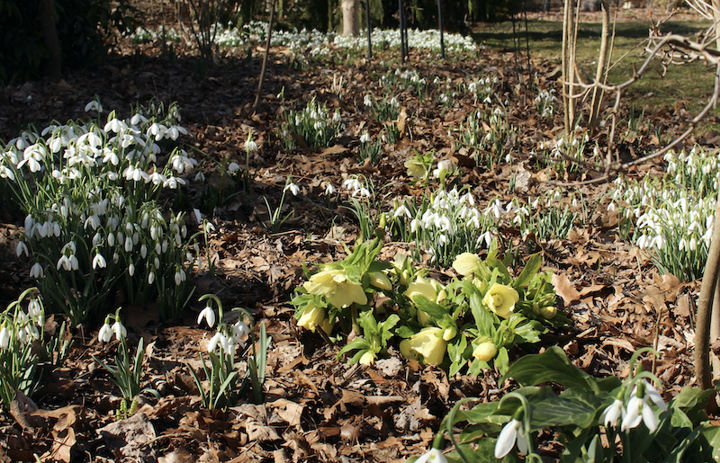 naturalized snowdrops