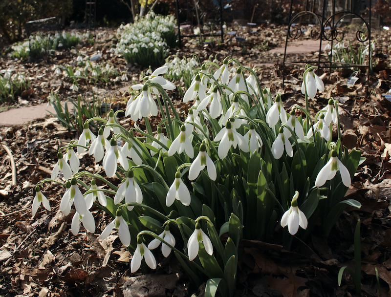 galanthus rodmarton regulus