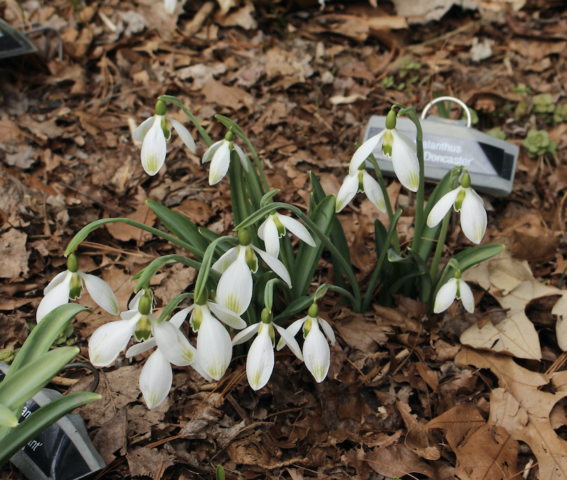 galanthus amy doncaster
