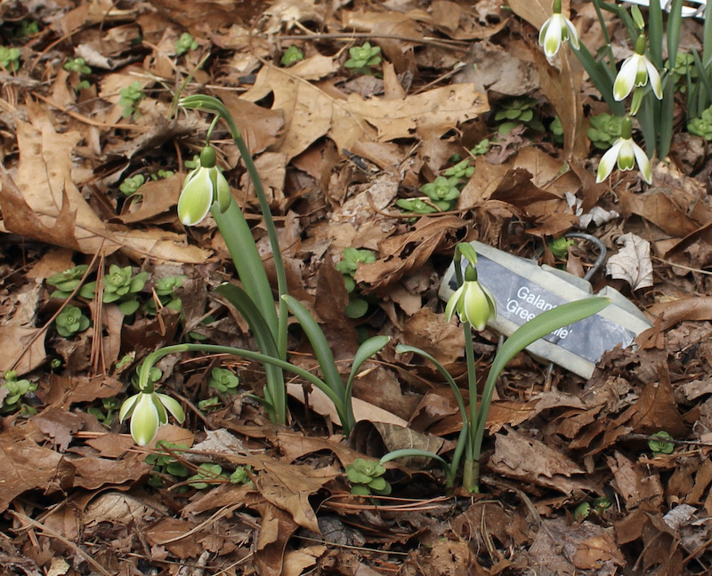 galanthus green mile