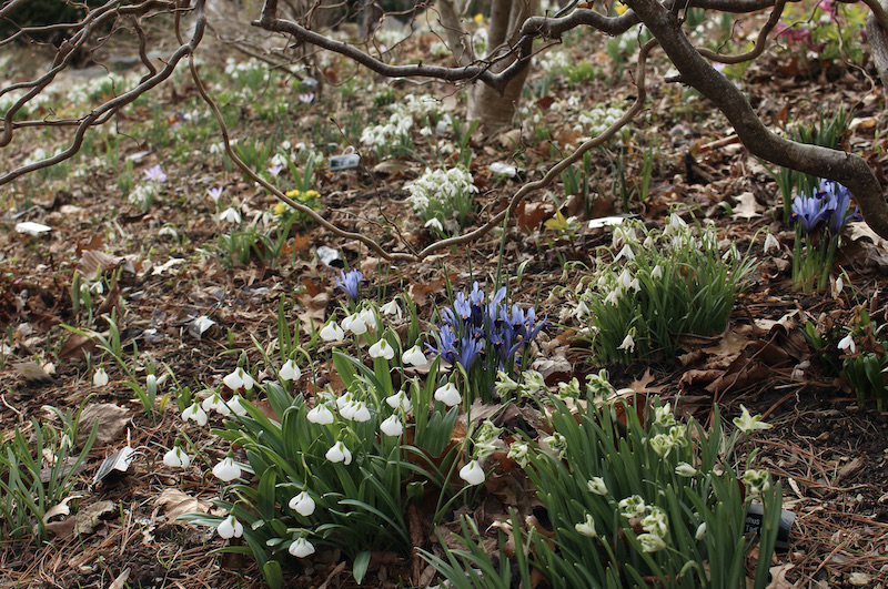 naturalized snowdrops