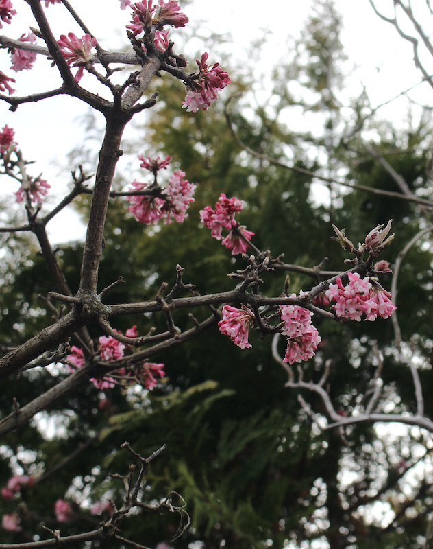 Viburnum x bodnantense 'Pink Dawn'