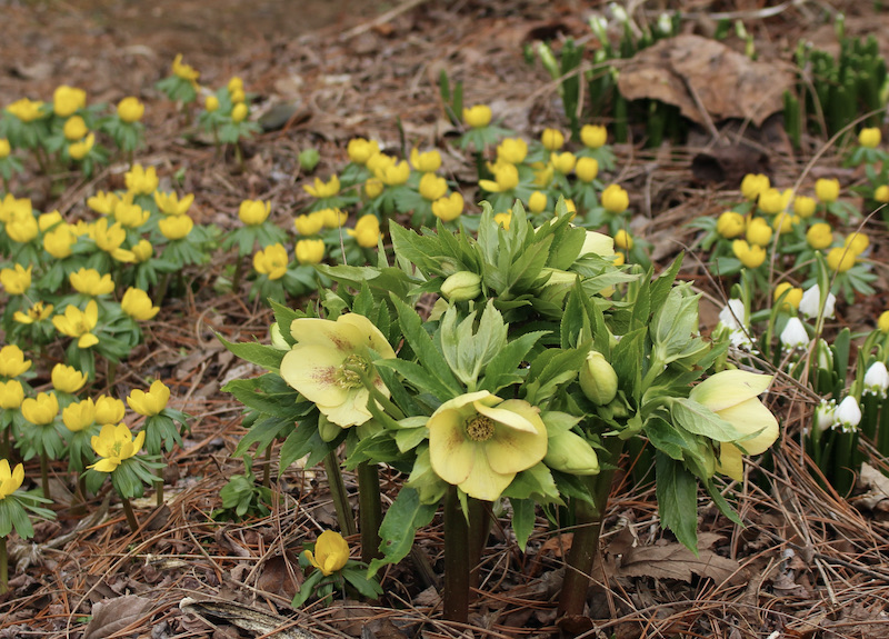 david culp brandywine cottage